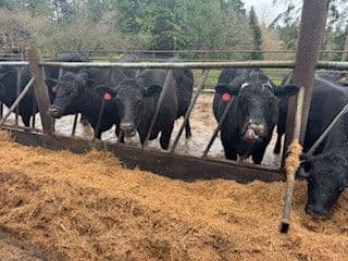 Cómo proteger la infraestructura en instalaciones agropecuarias y ganaderas con tecnología cristalina
